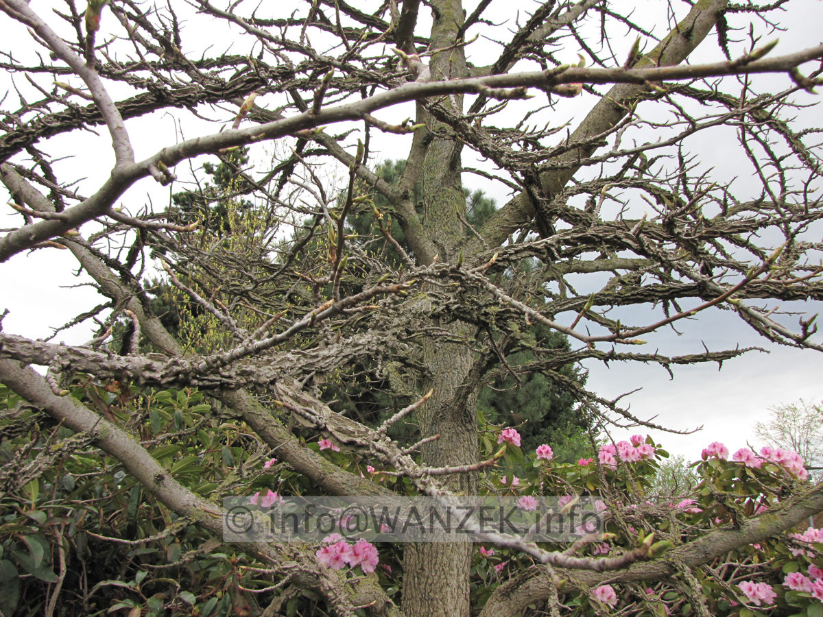 Liquidambar styraciflua - Korkrinde 4.JPG